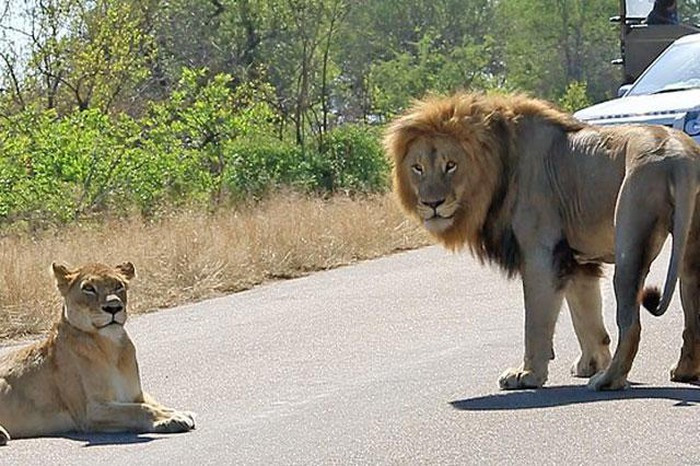 Những trường hợp sư tử bất ngờ tấn công du khách qua cửa kính ô tô đã từng xảy ra nhiều lần khiến nhiều người không khỏi hoảng hồn.