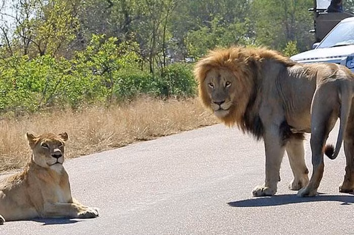 Những trường hợp sư tử bất ngờ tấn công du khách qua cửa kính ô tô đã từng xảy ra nhiều lần khiến nhiều người không khỏi hoảng hồn.