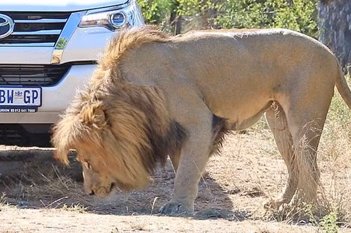Ban đầu con sư tử tỏ ra khá hiền lành trước mặt du khách và những chiếc ô tô.