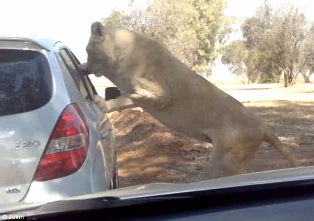Đây là hình ảnh một con sư tử cái ở công viên hoang dã tại Johannesburg, Nam Phi đã trèo lên ô tô và tấn công du khách. Thật không may lúc này cửa kính xe đang mở và con sư tử dễ dàng thò chân vào bên trong.