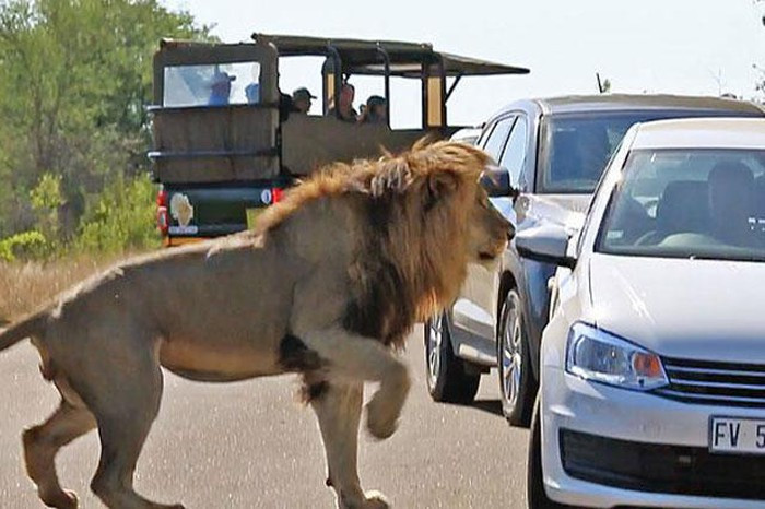 Tuy nhiên, có vẻ như tiếng ồn từ động cơ của các phương tiện đã khiến nó bực tức.
