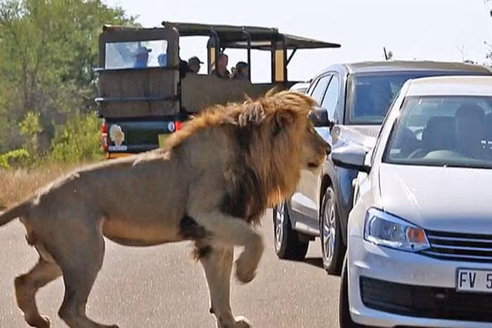 Tuy nhiên, có vẻ như tiếng ồn từ động cơ của các phương tiện đã khiến nó bực tức.
