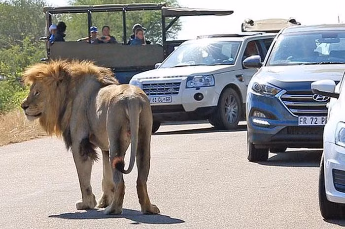 Sau khi tấn công du khách bất thành, con sư tử lặng lẽ bỏ đi.