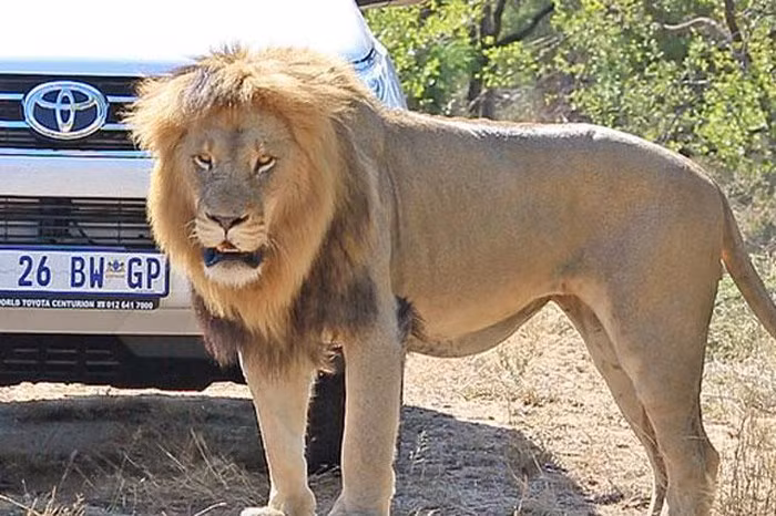 Trong thời gian gần đây, việc có nhiều người tham quan các khu bảo tồn động vật hoang dã đã khiến các loài động vật dần trở nên dạn dĩ hơn với con người. Ngay cả những loài hung dữ như sư tử - chúa tể rừng xanh cũng dần quen với sự hiện diện của con người trong các khu bảo tồn động vật hoang dã.