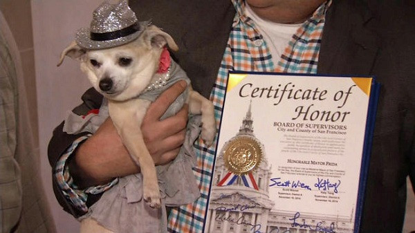 Frida, một cô chó Chihuahua nhỏ nhắn được bầu chọn làm nữ thị trưởng của San Francisco vào năm 2014. Cô chó này đã hết mình cống hiến cho công việc của mình, được nhận bằng khen từ ban kiểm soát cùng với chuyến du lịch khắp các địa danh ở vịnh San Fracisco, Mỹ.