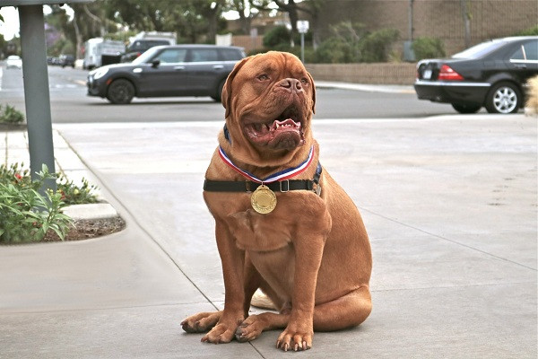 Năm 2018, Gus Hall được bầu làm thị trưởng của Corado, bang California. Thời điểm đó, có khoảng hơn 20.000 phiếu bình chọn và Gus Hall đã chiếm hơn một nửa, đủ để thấy thị trường này được người dân Mỹ yêu mến đến mức nào.