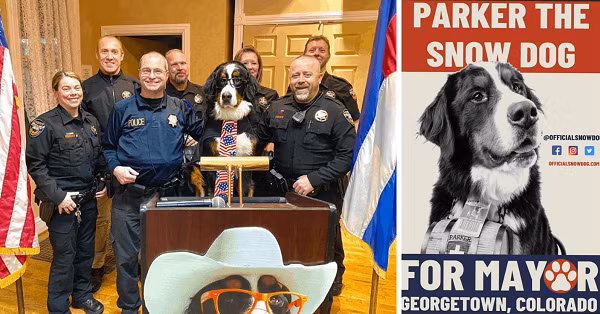 Trước đó, Parker là linh vật chính thức của Khu trượt tuyết Loveland nổi tiếng. Trong nhiệm vụ đầu tiên của mình, Parker đã cam kết mang lại những cái ôm, tình yêu và bánh quy cho người dân Georgetown. Thị trấn Mỹ lần thứ 4 bầu chó làm…thị trưởng | VTC14