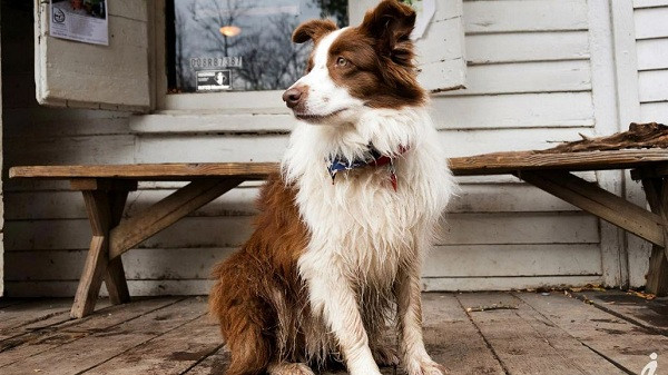 Lucy Lou, thuộc giống collie border, là nữ thị trưởng đầu tiên của Rabbit Hash, bang Kentucky. Cô chó này chiến thắng cuộc bình chọn lấy tiền gây quỹ cải tiến thị trấn và đảm nhiệm chức vụ đến 8 năm, từ 2008 đến 2016.
