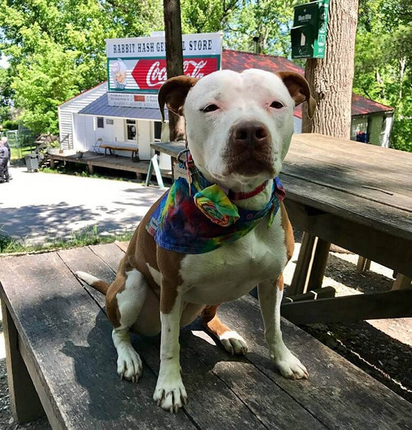 Brynneth Pawltro, một chú chó pit bull, đã chiến thắng Lucy Lou để trở thành thị trưởng của Rabbit Hash, bang Kentucky, vào năm 2016.
