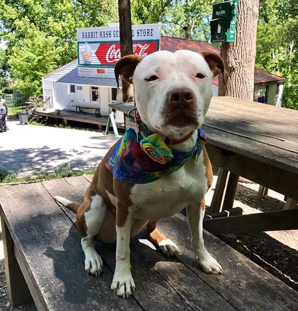 Brynneth Pawltro, một chú chó pit bull, đã chiến thắng Lucy Lou để trở thành thị trưởng của Rabbit Hash, bang Kentucky, vào năm 2016.