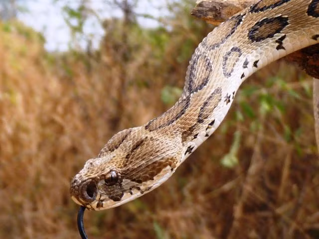 Rắn hổ bướm sống chủ yếu tại những vùng có khí hậu cận nhiệt đới. Loài này có kích thước khá lớn, đôi khi có thể xấp xỉ với một con trăn nhỏ.