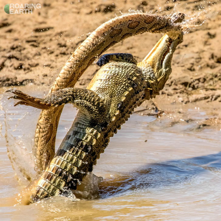 Theo chia sẻ của nhiếp ảnh gia Rishani Gunasinghe, không rõ bằng cách nào đó, con cá sấu non tóm được rắn lớn. Hai con vật liên tục vật lộn làm náo động cả một vùng nước.