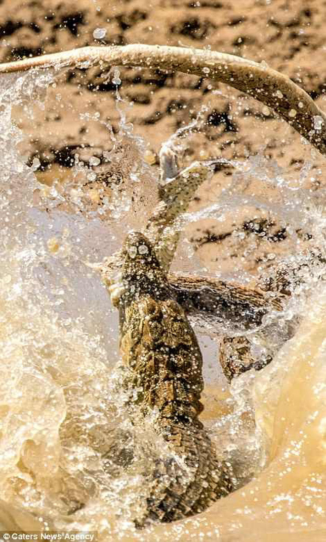 Cuộc chiến giữa rắn hổ bướm và cá sấu càng trở nên gay cấn khi cá sấu bất ngờ cắn được vào cổ đối thủ, lắc mạnh đầu để đập con mồi xuống nước không thương tiếc.