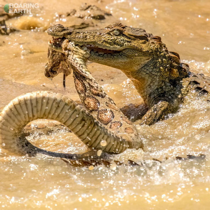Sau một hồi vật lộn gay cấn, rắn hổ bướm chết thảm khi bị khóa chặt trong hàm cá sấu. Còn sát thủ đầm lầy tỏ ra rất hài lòng với bữa ăn của mình.