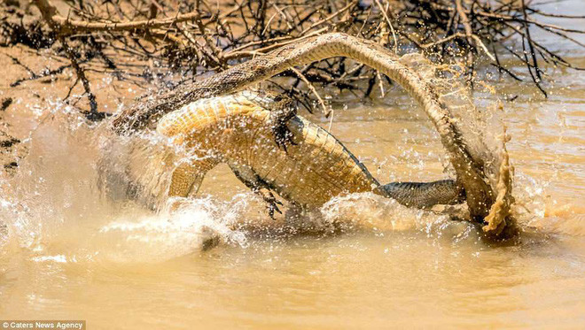 Những con cá sấu một khi đã nhắm được con mồi thì sẽ tấn công theo cách bạo liệt nhất, mạnh mẽ nhất và lần này cũng thế.