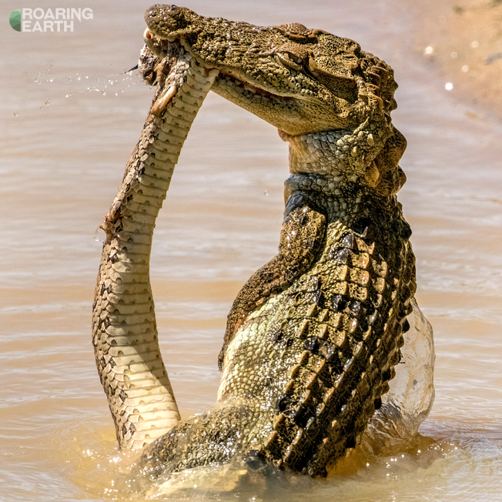 Rắn hổ bướm chạm trán cá sấu đầm lầy là khoảnh khắc cực hiếm gặp trong tự nhiên. Tuy nhiên, lần này là có thể nó đang cố tình vượt sông nên có cuộc đụng độ không mong muốn với cá sấu.