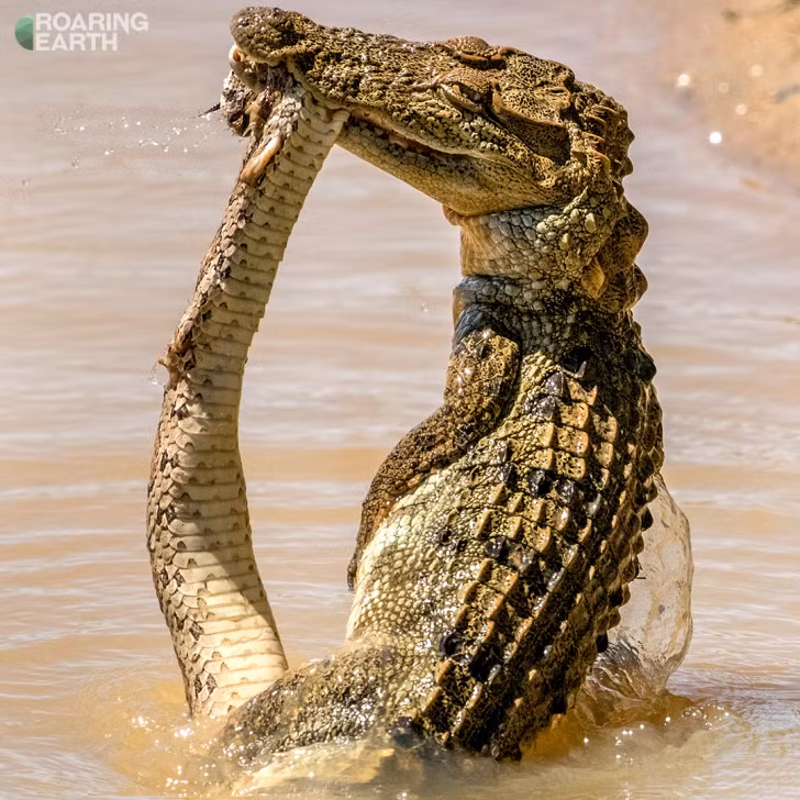 Rắn hổ bướm chạm trán cá sấu đầm lầy là khoảnh khắc cực hiếm gặp trong tự nhiên. Tuy nhiên, lần này là có thể nó đang cố tình vượt sông nên có cuộc đụng độ không mong muốn với cá sấu.