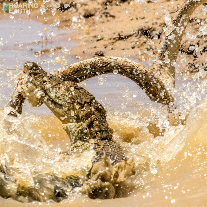 Rishani cho biết, trong lúc tham quan, cô và nhóm khám phá bất ngờ nhìn thấy một vật thể màu trắng nhỏ ở dưới hồ nên đã dừng lại để quan sát thêm rồi chợt nhận ra đó là một con rắn hổ bướm. Và đối thủ lần này của nó là loài vật không mấy khi biết sợ hãi - sát thủ đầm lầy cá sấu.