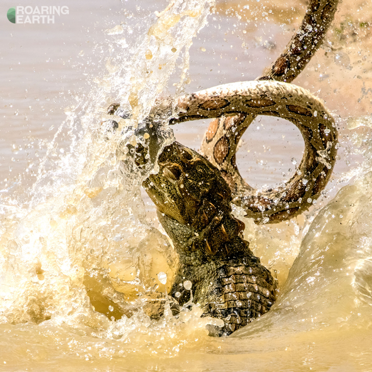 Nhiếp ảnh gia Rishani Gunasinghe đã vô tình ghi lại được khoảnh khắc quyết chiến cực hiếm giữa rắn hổ bướm và một con cá sấu non tại công viên quốc gia Yala, Sri Lanka.