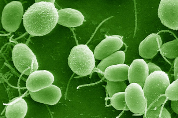 Trên những tháp băng tồn tại một cộng đồng vi sinh vật có sức sống cực dai dẳng bao gồm tảo Chlamydomonas, tảo Chloromonas và nhiều vi khuẩn. Chúng đã sống cực khỏe ở một trong những nơi khắc nghiệt nhất thế giới và theo nhóm khoa học gia từ Đại học California ở Boulder (Mỹ), chẳng khác nào… Sao Diêm Vương.