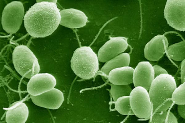 Trên những tháp băng tồn tại một cộng đồng vi sinh vật có sức sống cực dai dẳng bao gồm tảo Chlamydomonas, tảo Chloromonas và nhiều vi khuẩn. Chúng đã sống cực khỏe ở một trong những nơi khắc nghiệt nhất thế giới và theo nhóm khoa học gia từ Đại học California ở Boulder (Mỹ), chẳng khác nào… Sao Diêm Vương.