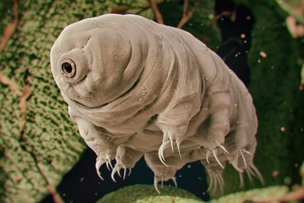 Chúng thường "chết giả" khi thiếu nước, nhưng chỉ cần vài giọt nước, quái vật siêu nhỏ này sẽ hồi sinh. Một vài thí nghiệm thậm chí cho thấy sinh vật này sống ngay cả khi tiếp xúc với hóa chất độc hại cực cao và cả không gian ngoài Trái Đất.