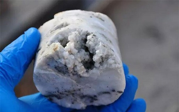 Một trong những sinh vật "bất tử" khác được tìm thấy trong quá trình tàu nghiên cứu Chikyu của Nhật Bản khoan sâu 2,5km dưới đáy biển và xác định một "sinh quyển bóng tối" rộng tới 2,3 tỉ mét khối.