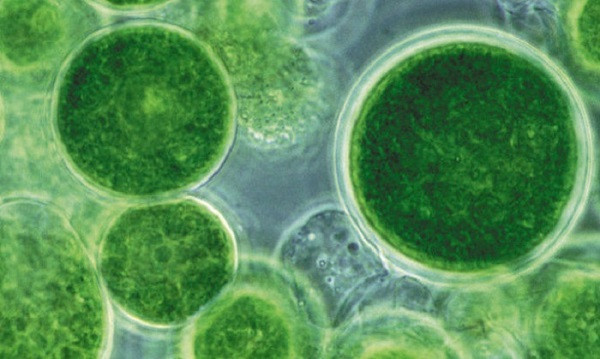 Chúng là những vi khuẩn lam, đã sống khỏe từ thời trái đất còn nguyên thủy đến hiện tại, trong điều kiện không có ánh sáng và dinh dưỡng chỉ hấp thụ năng lượng từ đất đá mà sống.