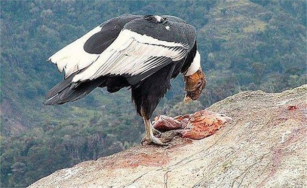 Loài này định vị xác thối bằng việc phát hiện mùi của ethyl mercaptan, một chất khí do xác chết đang phân hủy tỏa ra. Mỏ của chúng hơi cong và tương đối yếu bởi vậy chỉ thích nghi với việc xé lớp thịt yếu của xác chết đã phân hủy, chứ không phải thịt tươi.