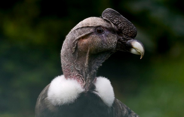 Giống như các loài động vật quý hiếm khác, thần ưng Andes đang phải chiến đấu với cuộc chiến chống tuyệt chủng.