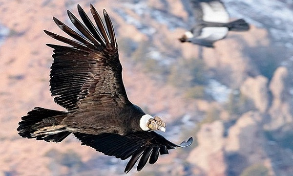 Cụ thể những con chim chỉ dành khoảng 1% thời gian vỗ cánh trên bầu trời, trong đó nổi bật nhất là một con chim đã bay hơn 5 tiếng, qua đoạn đường dài 160 km mà không cần vỗ cánh. Theo nhận định của các nhà khoa học đây quả là một điều phi thường.