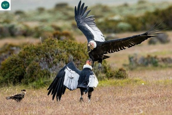 Chúng có cánh dài và rộng, đuôi cứng, thích hợp cho việc bay lượn trên độ cao hàng ngàn mét, nơi không khí rất loãng, áp suất thấp. Đây cũng là một trong những loài chim sống lâu nhất thế giới khi tuổi thọ trong tự nhiên có thể lên tới 70 năm.
