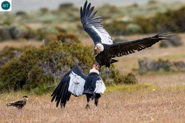 Chúng có cánh dài và rộng, đuôi cứng, thích hợp cho việc bay lượn trên độ cao hàng ngàn mét, nơi không khí rất loãng, áp suất thấp. Đây cũng là một trong những loài chim sống lâu nhất thế giới khi tuổi thọ trong tự nhiên có thể lên tới 70 năm.