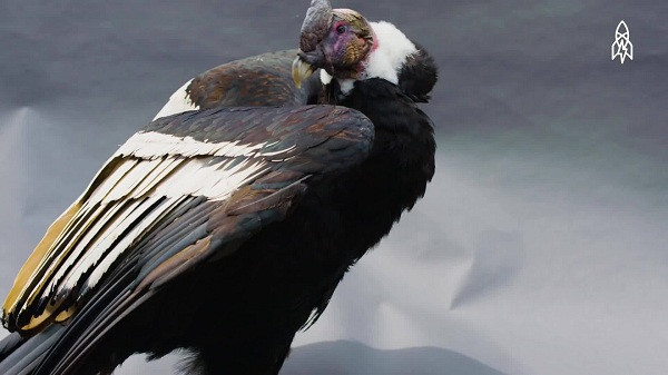 Thần ưng Andes hay còn được biết đến là kền kền khoang cổ là biểu tượng của Colombia và xuất hiện rất nhiều trong truyền thuyết của các bộ lạc địa phương cũng như thổ dân Nam Mỹ.