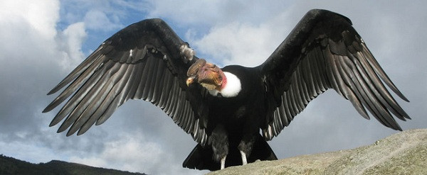 Mới đây, nhóm các nhà khoa học thuộc Đại học Swansea ở Wale, Anh đã tìm ra kết quả đáng kinh ngạc về loài chim độc lạ bậc nhất thế giới - thần ưng Andes.