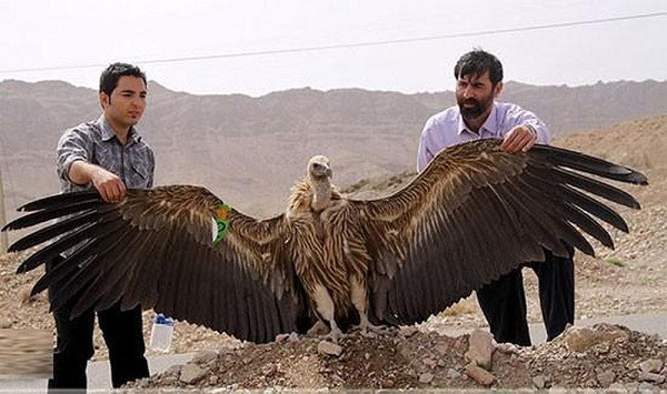 Có lẽ sải cánh siêu lớn và khả năng bay xa không cần đập cánh là lợi thế duy nhất của loài chim này.