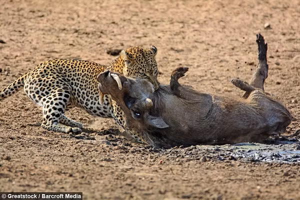Lợn rừng là một trong số những loài động vật khá khỏe, trong khi báo hoa đang mệt mỏi với cơn đói, bởi vậy cuộc giằng co kéo dài khá lâu.