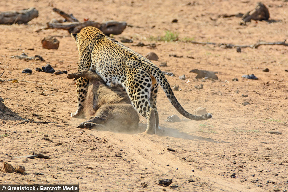 Còn báo hoa, nó đã may mắn khi có được bữa ăn thịnh soạn mà không tốn quá nhiều sức. Nó nhanh chóng tha con mồi đến nơi khác để thưởng thức bữa trưa ngon lành.