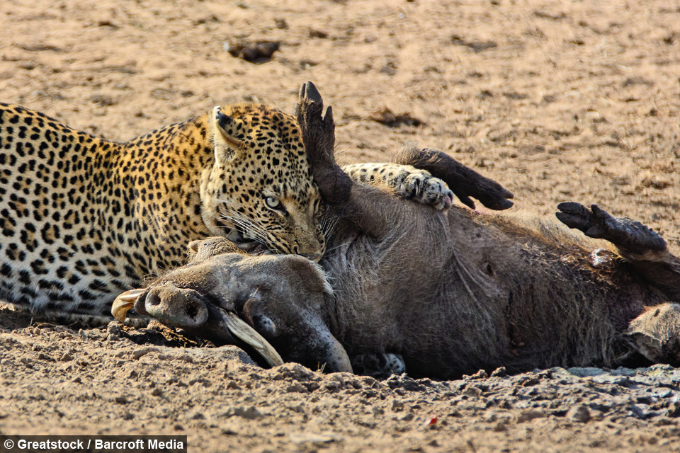 Cuối cùng, lợn rừng cũng kiệt sức mà bỏ mạng sau cuộc chiến kéo dài hơn 10 phút.
