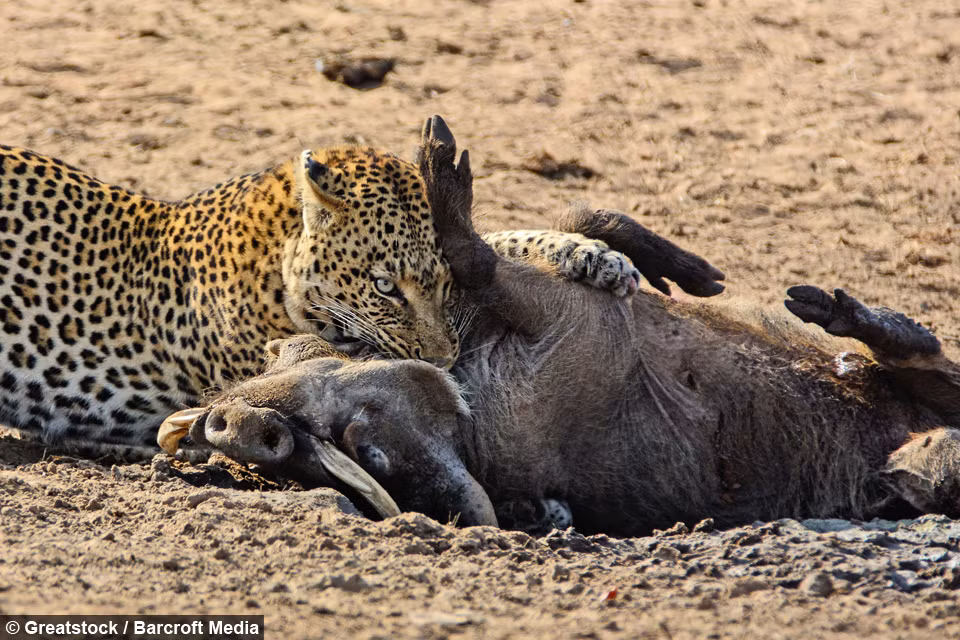 Cuối cùng, lợn rừng cũng kiệt sức mà bỏ mạng sau cuộc chiến kéo dài hơn 10 phút.
