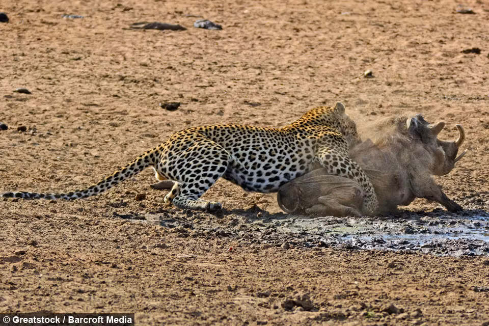 Khi lợn rừng nhận ra sự xuất hiện của kẻ săn mồi thì đã quá muộn. Nhanh như thoắt, con báo hoa chộp lấy con mồi ngon vẫn còn mơ màng sau giấc ngủ dài.