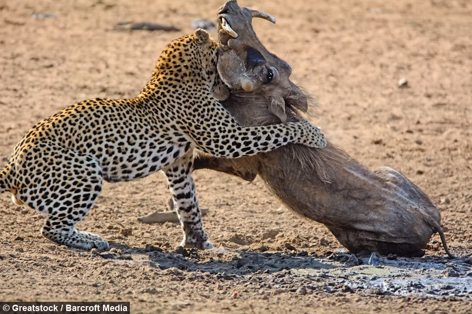 Con báo hoàn toàn chiếm ưu thế trong cuộc đi săn này.