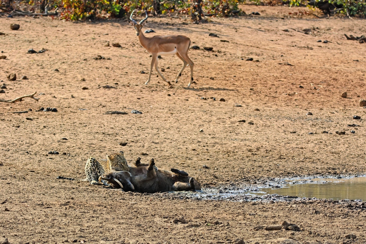 Một con linh dương may mắn đi ngang qua chứng kiến toàn bộ cuộc đi săn.
