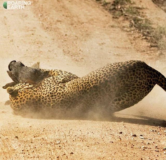 Sau cùng, những con lợn rừng đáng thương vẫn không thoát khỏi móng vuốt báo săn. Thực hư chuyện báo đen xuất hiện tại Đồng Nai | VTC Now