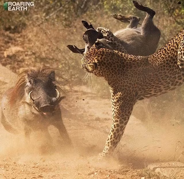 Một số hình ảnh ghi lại cuộc đi săn lợn rừng của báo hoa trong tự nhiên.