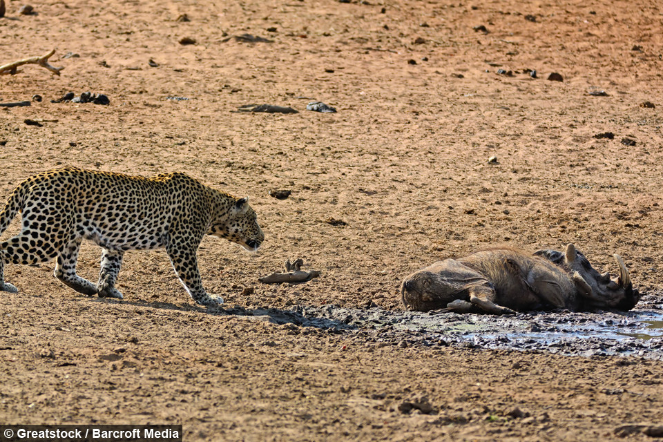 Báo hoa đang đi quanh tìm kiếm bữa trưa cho mình và thật không may một con lợn rừng đang nằm ngủ gần đó đã trở thành mục tiêu của kẻ săn mồi.