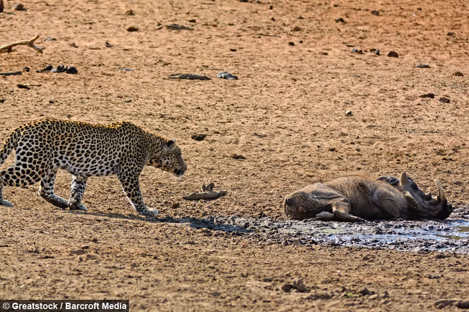 Báo hoa đang đi quanh tìm kiếm bữa trưa cho mình và thật không may một con lợn rừng đang nằm ngủ gần đó đã trở thành mục tiêu của kẻ săn mồi.