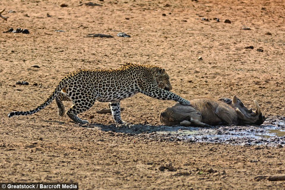 Không biết vì lý do gì mà con lợn rừng này lại... ngủ quên trên mặt đất thay vì trong hang như thường lệ. Với khả năng di chuyển nhanh chóng và nhẹ nhàng của mình, báo hoa tiến tới bên cạnh con mồi mà không khiến lợn rừng thức giấc.