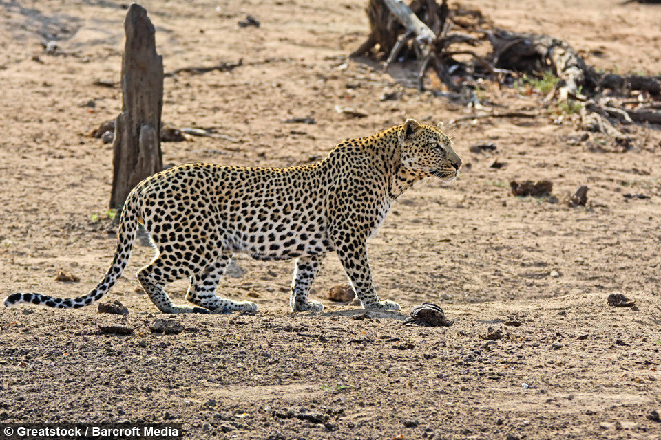Những hình ảnh cuộc đi săn khốc liệt của báo hoa trong tự nhiên được nhiếp ảnh gia nghiệp dư Lisl Moolman ghi lại tại Vườn quốc gia Kruger ở Nam Phi.