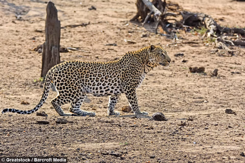 Những hình ảnh cuộc đi săn khốc liệt của báo hoa trong tự nhiên được nhiếp ảnh gia nghiệp dư Lisl Moolman ghi lại tại Vườn quốc gia Kruger ở Nam Phi.
